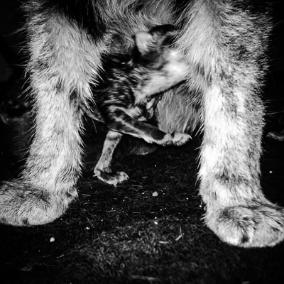 My Feral Family | Land of Milk and Mummy © 2020 Jason Houge, All Rights Reserved