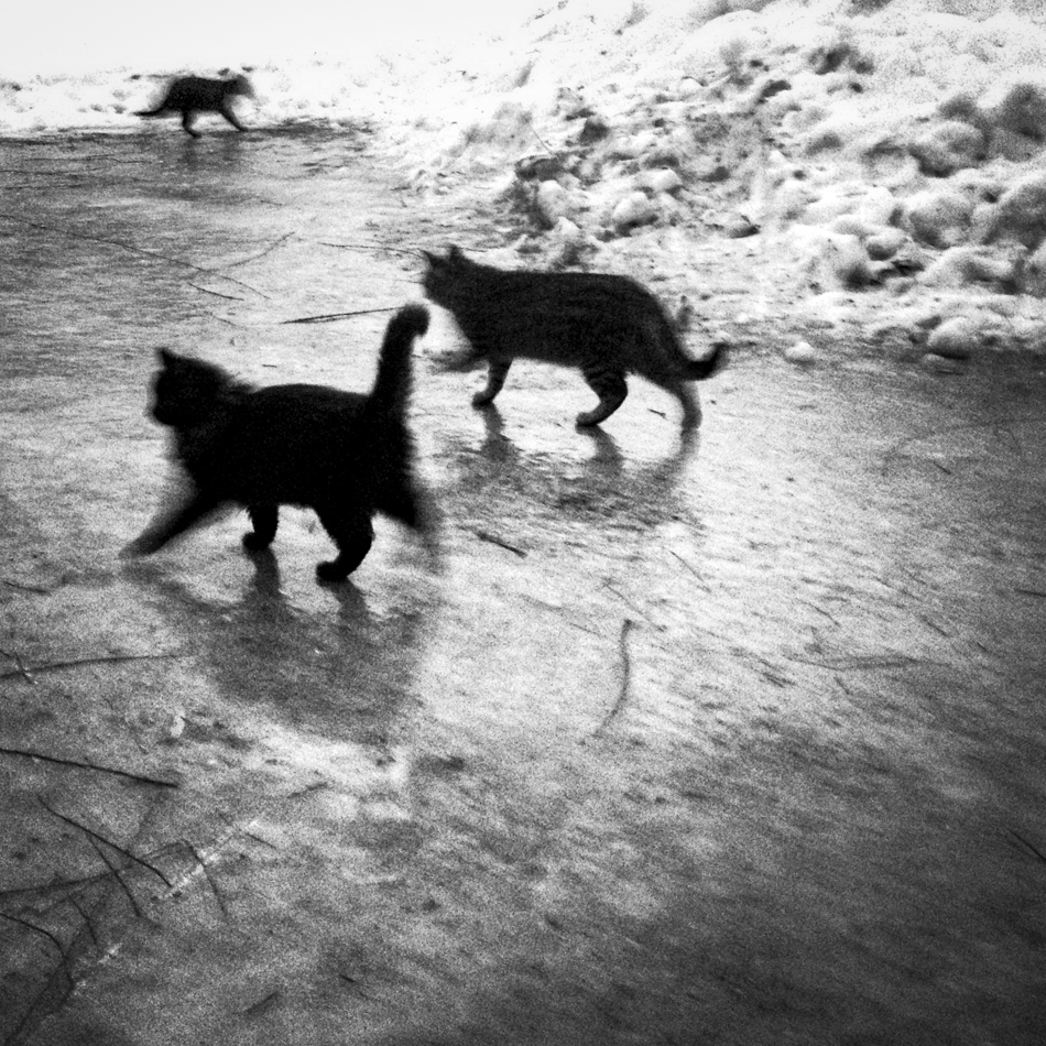 Cats on Ice; New Franken, WI 2014 © 2021 Jason Houge, All Rights Reserved, MFF_036
