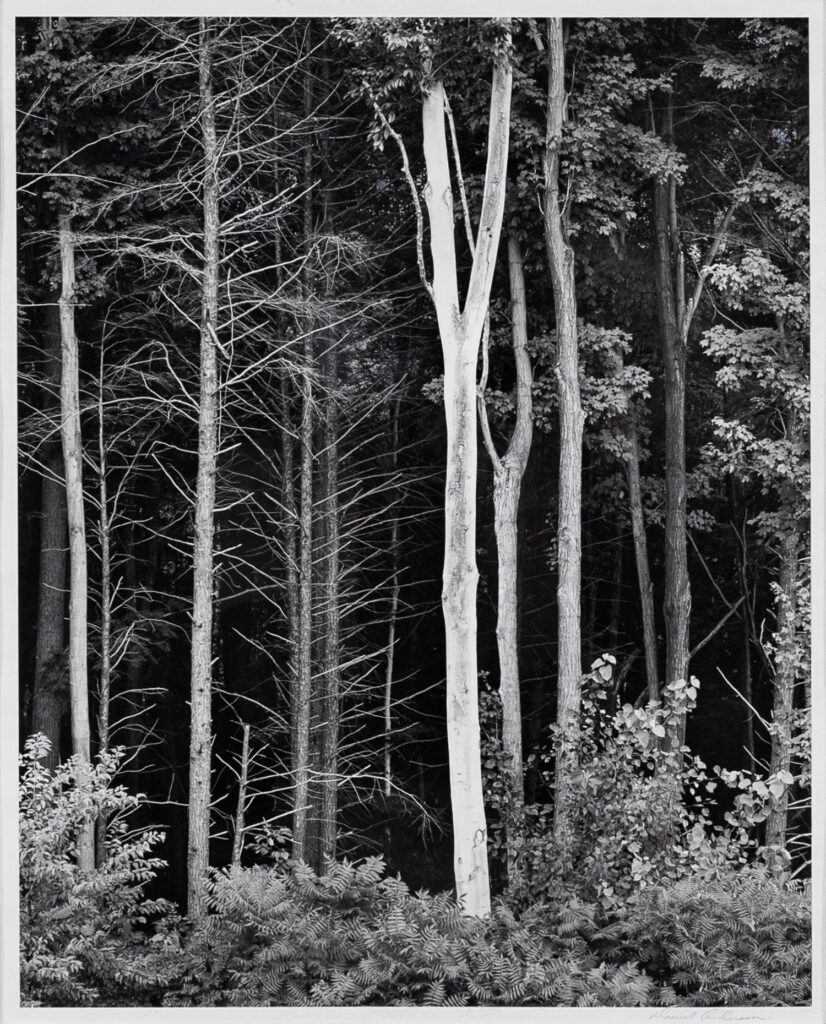 Daniel Anderson, Silver Gelatin Print; Miller Art Museum Collection; Photograph Digital Capture © 2026 Jason Houge Studios, All Rights Reserved